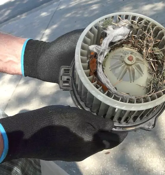 About Air Duct Mice Removal in Everett, WA